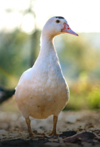canard